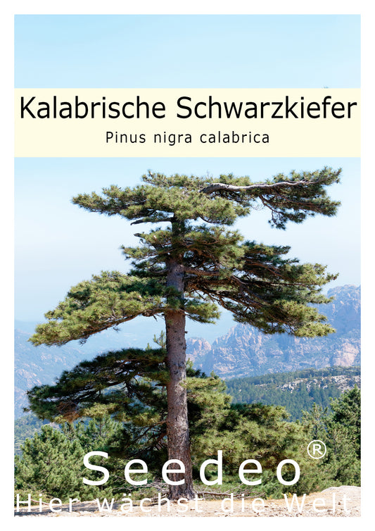Seedeo® Kalabrische Schwarzkiefer (Pinus nigra calabrica) Pflanze ca. 20 cm - 30 cm