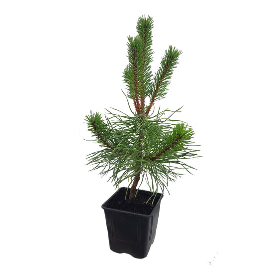 Seedeo® Kalabrische Schwarzkiefer (Pinus nigra calabrica) Pflanze ca. 20 cm - 30 cm