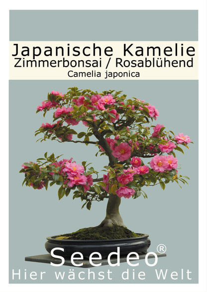 Seedeo® Japanische Kamelie (Camelia Japonica) Zimmer-Bonsai Rosablühend 8 Samen