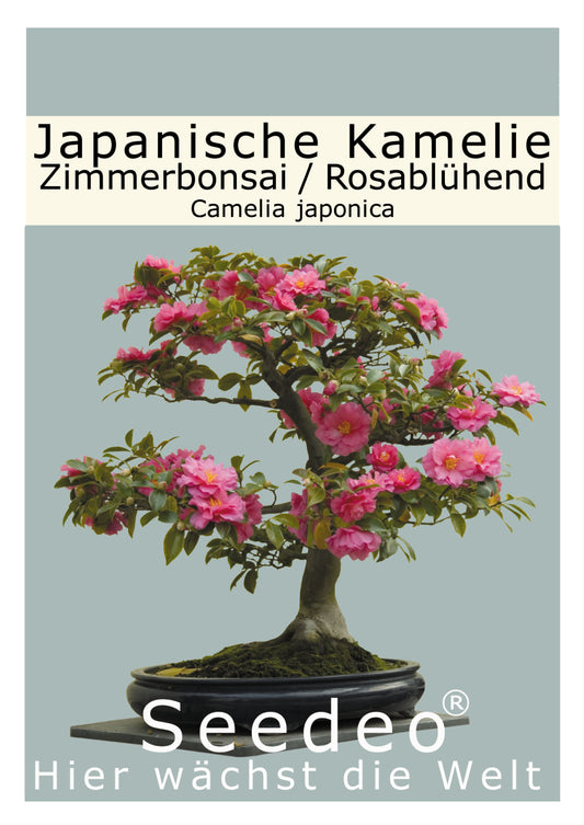 Seedeo® Japanische Kamelie (Camelia Japonica) Zimmer-Bonsai Rosablühend 8 Samen