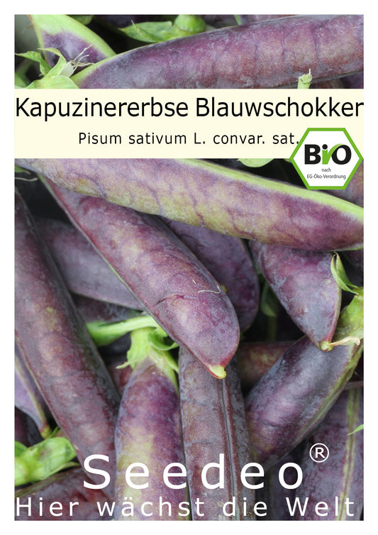 Seedeo® Kapuzinererbse Blauwschokker ( Pisum sativum L. convar. Sat.) ca. 100 Samen BIO