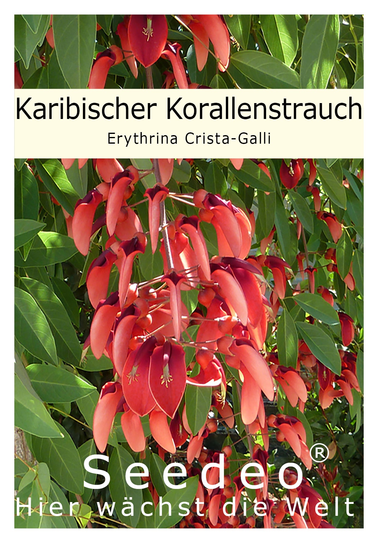 Seedeo® Karibischer Korallenstrauch (Erythrina Crista-Galli) 8 Samen