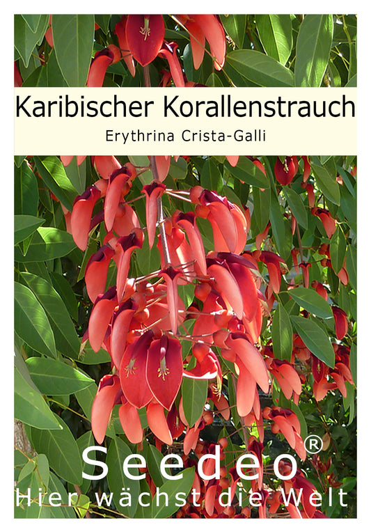 Seedeo® Karibischer Korallenstrauch (Erythrina Crista-Galli) 8 Samen