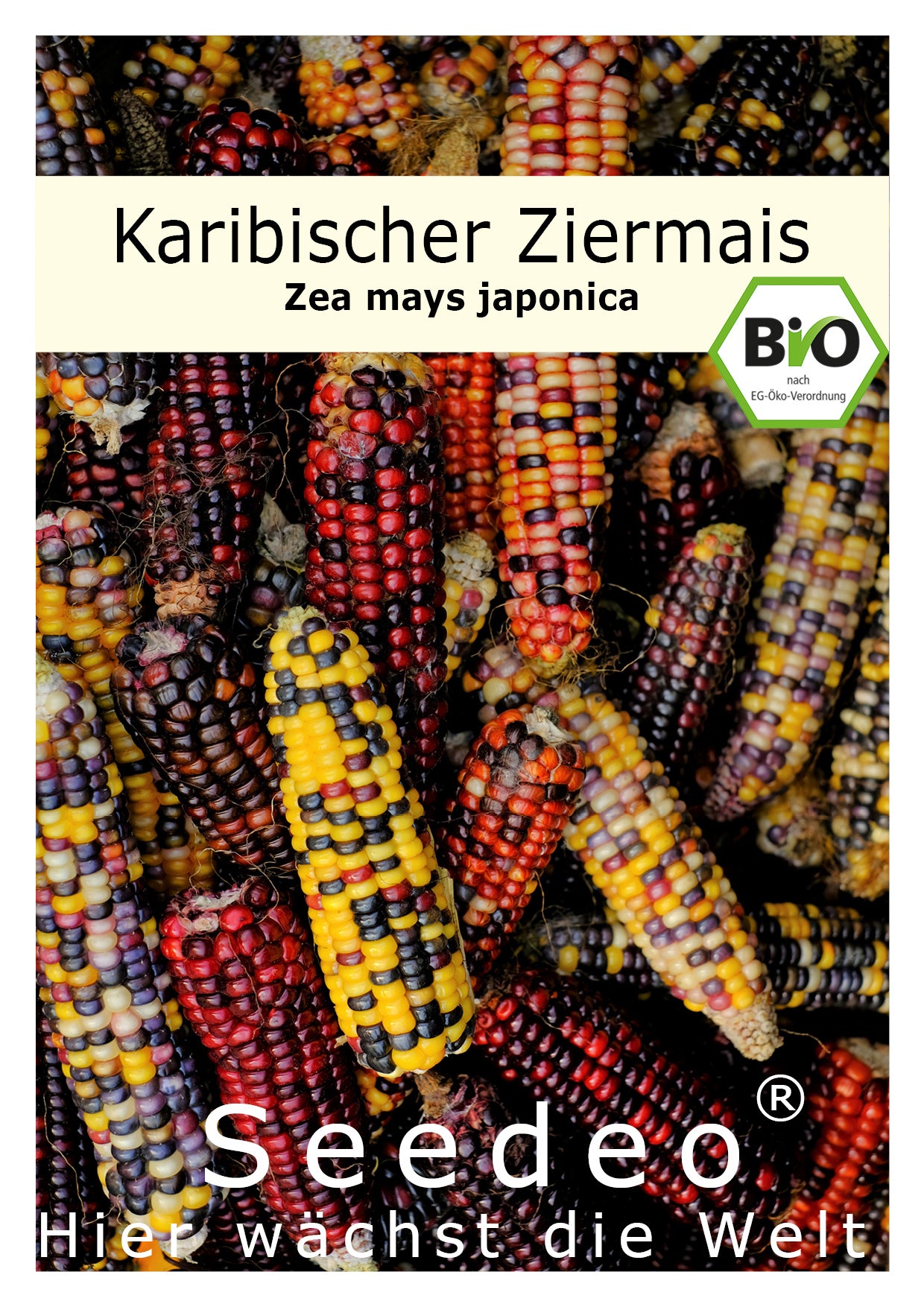 Seedeo® Karibischer Mais, Bunter Mais (Zea mays japonica) ca.20 Samen BIO