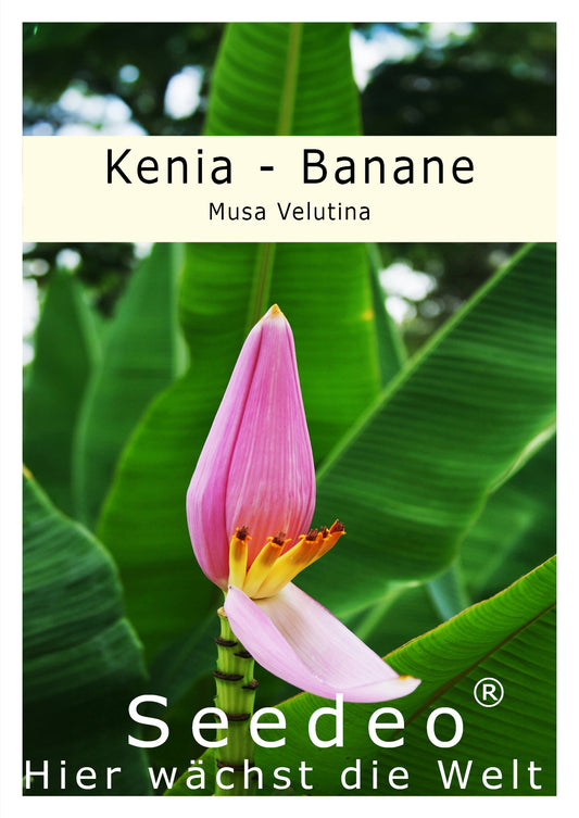 Seedeo® Kenia - Banane (Musa Velutina) 6 Samen