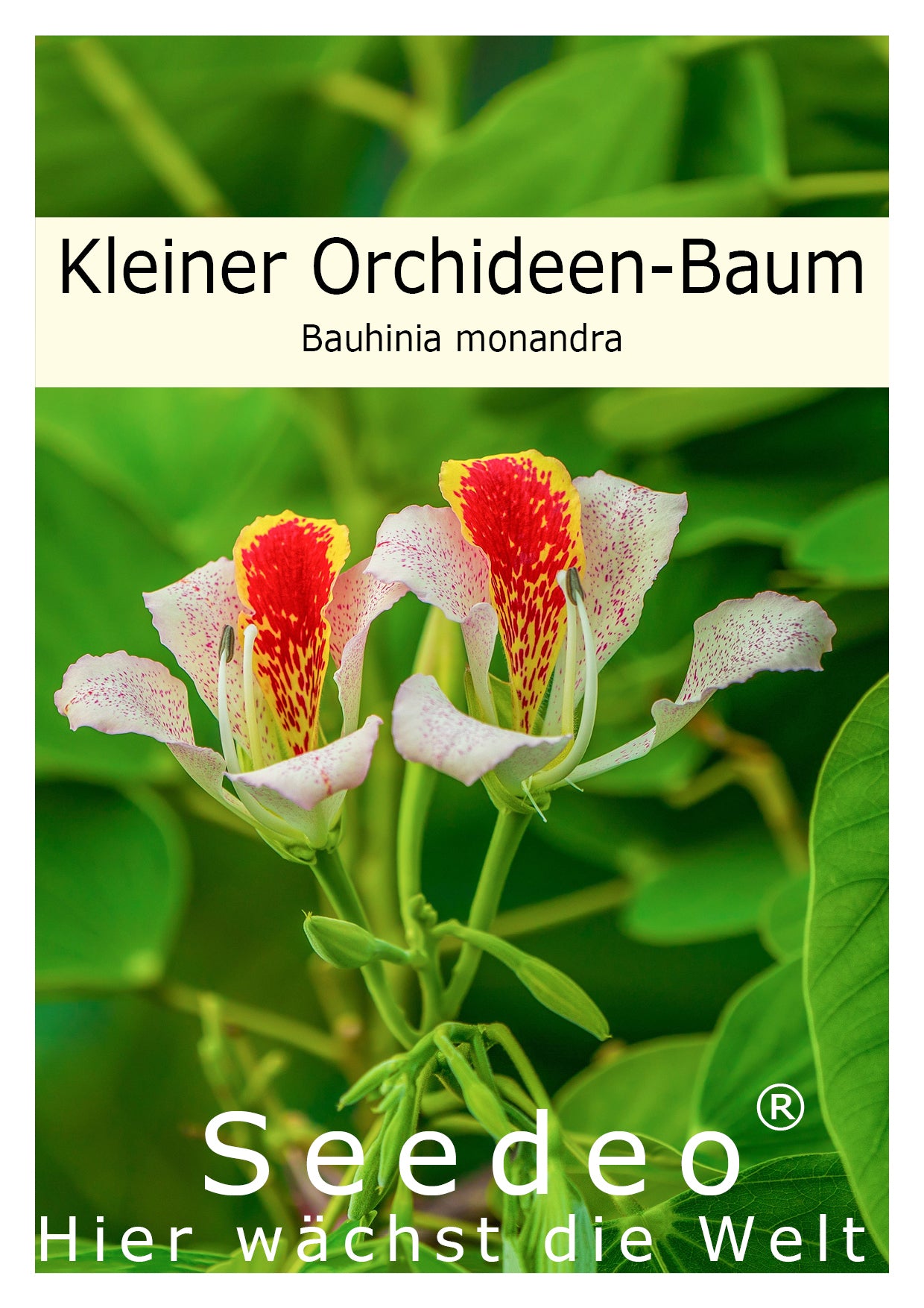 Seedeo® Kleiner Orchideen-Baum - (Bauhinia monandra) 10 Samen