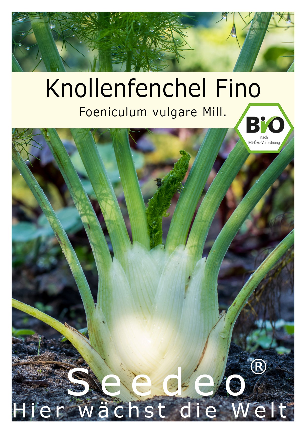 Seedeo® Knollenfenchel Fino   (Foeniculum vulgare Mill.) 80 Samen BIO