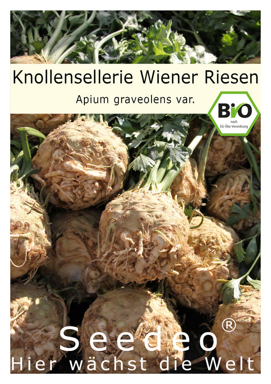 Seedeo® Knollensellerie Wiener Riesen  (Apium graveolens var.) ca.200 Samen BIO