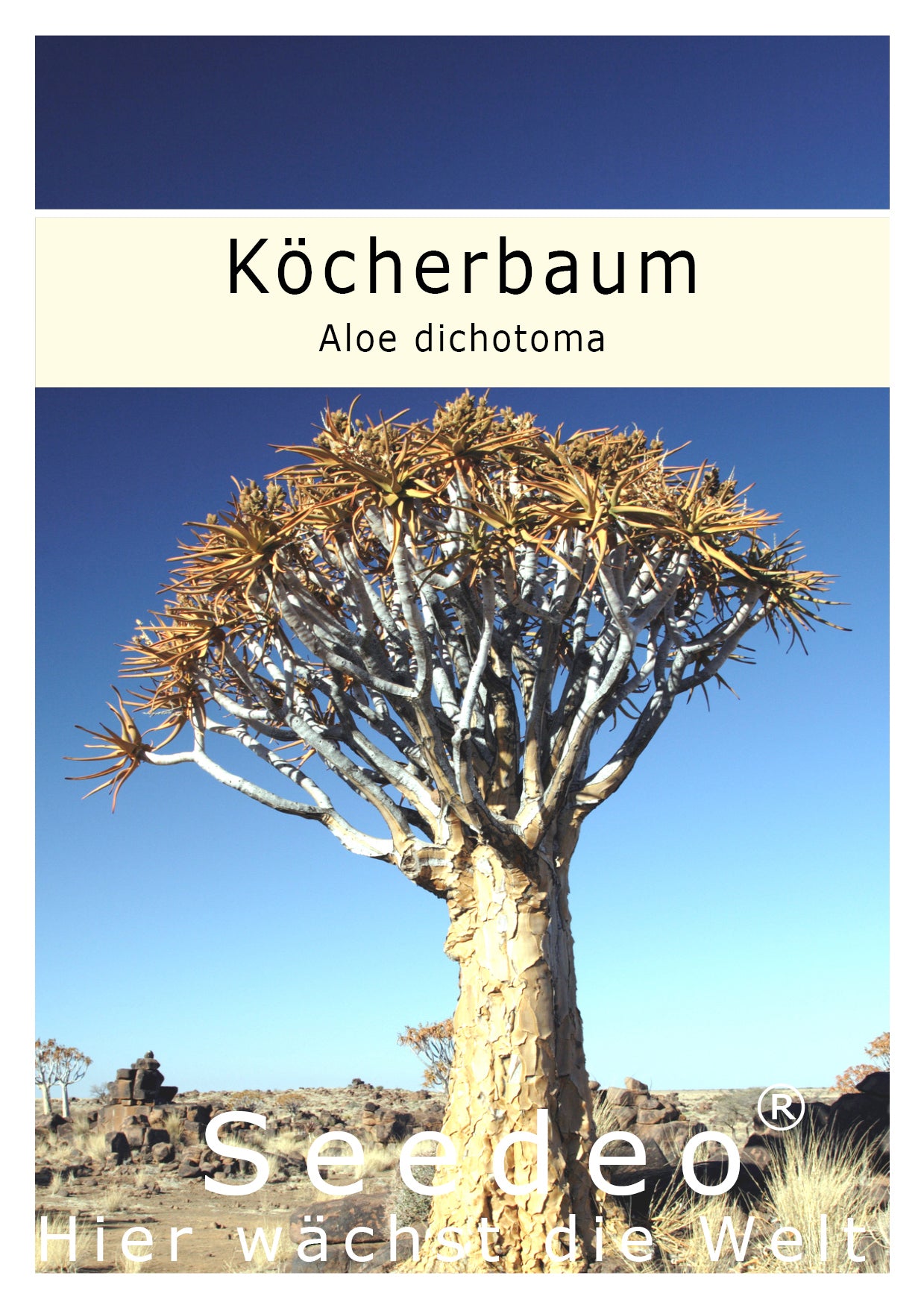 Seedeo® Köcherbaum  (Aloe dichotoma) 10 Samen