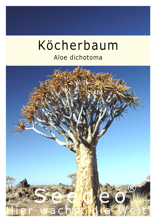 Seedeo® Köcherbaum  (Aloe dichotoma) 10 Samen