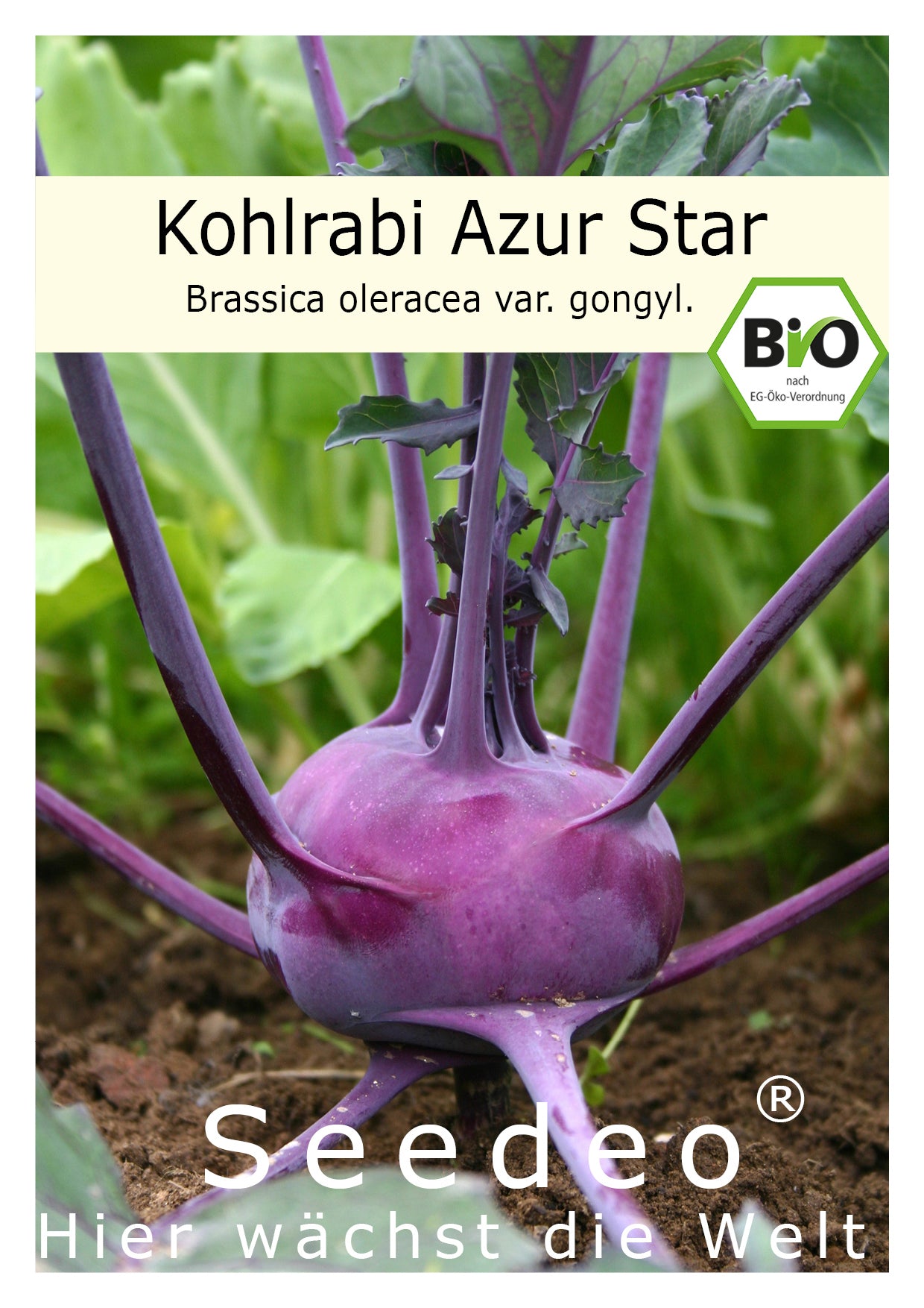 Seedeo® Kohlrabi Azur Star (Brassica oleracea var. gongyl. L.) ca. 100 Samen BIO