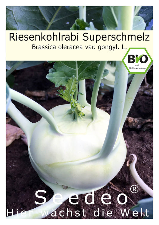 Seedeo® Kohlrabi Superschmelz (Brassica oleracea var. gongyl. L.) ca. 100 Samen BIO