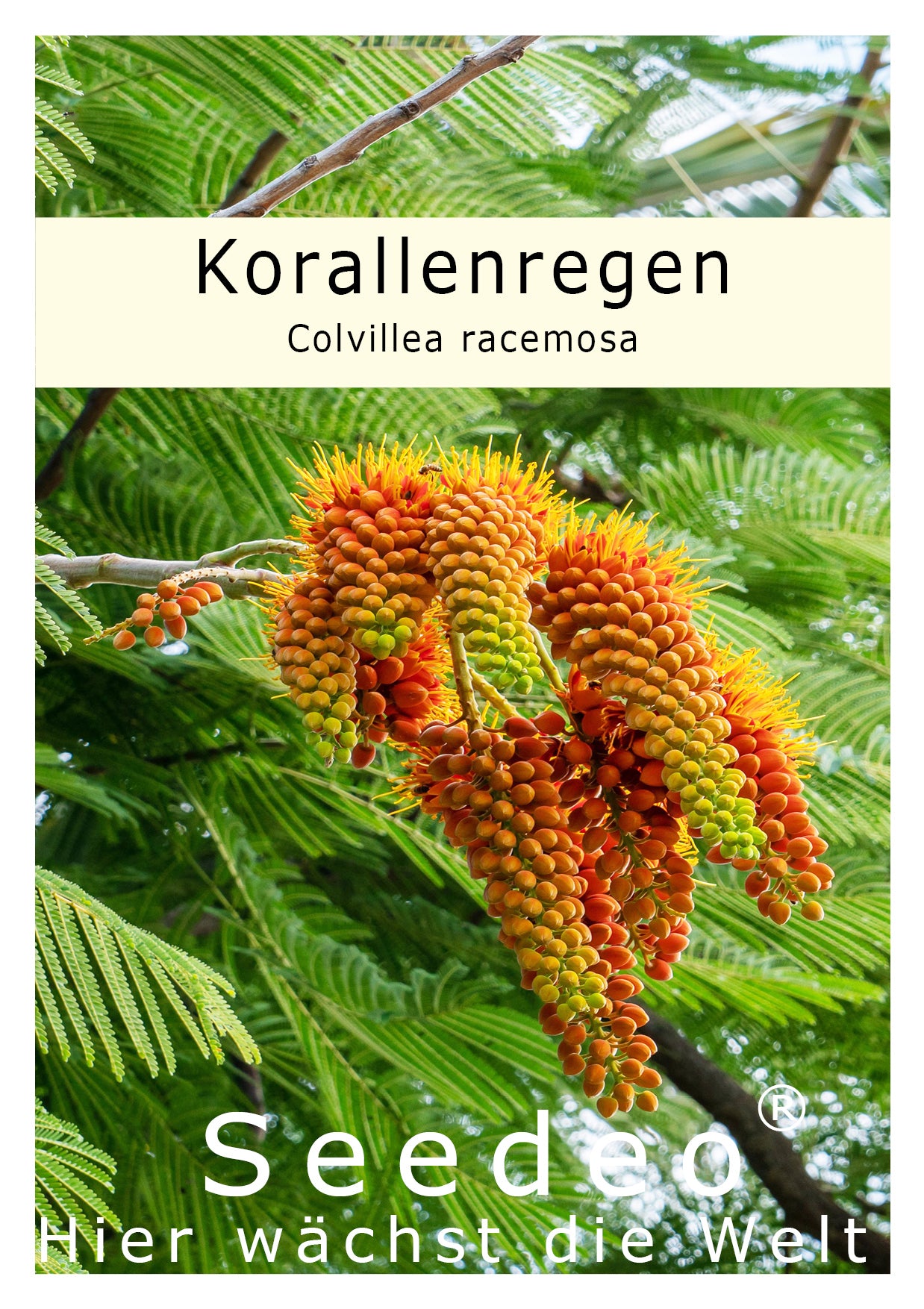 Seedeo® Korallenregen Colvillea racemosa 7 Samen