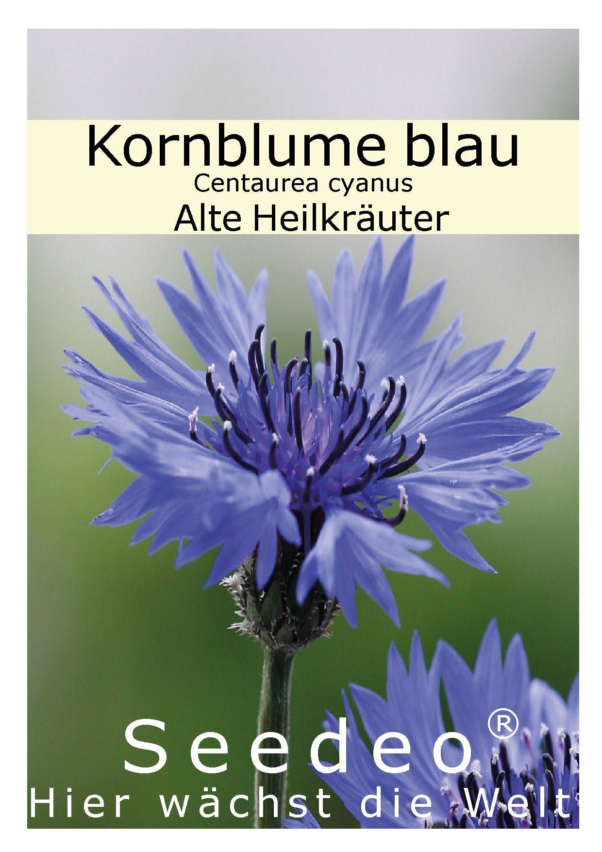 Seedeo® Kornblume blau (Centaurea cyanus) ca. 200 Samen