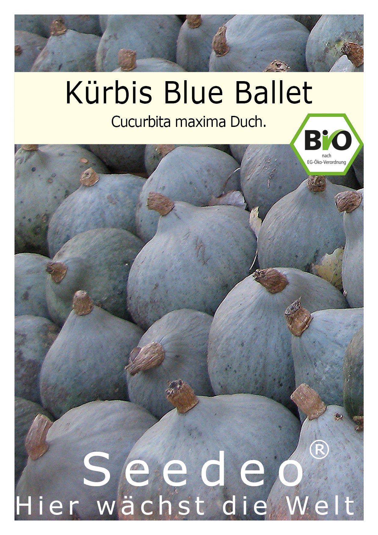Seedeo® Kürbis Blue Ballet (Cucurbita maxima Duch.)  7 Samen BIO
