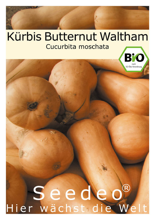 Seedeo® Kürbis Butternut Waltham (Cucurbita moschata) 7 Samen BIO