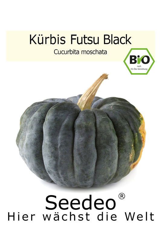 Seedeo® Kürbis Futsu Black (Cucurbita moschata) 10 Samen BIO