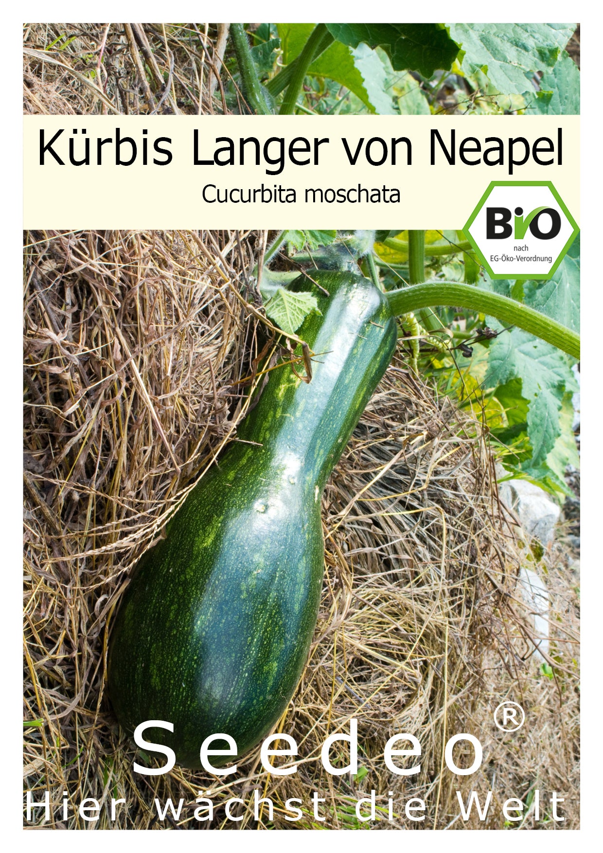 Seedeo® Kürbis Langer von Neapel (Cucurbita moschata) 10 Samen BIO