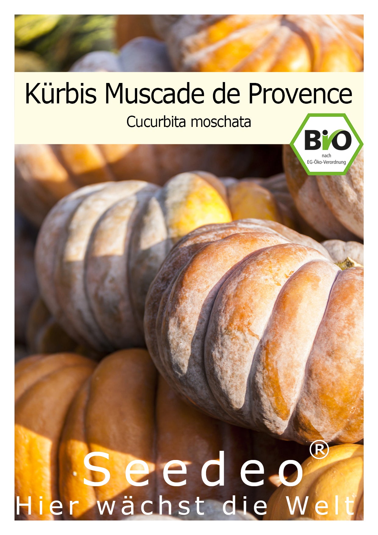Seedeo® Kürbis Muscade de Provence (Cucurbita moschata) 7 Samen BIO