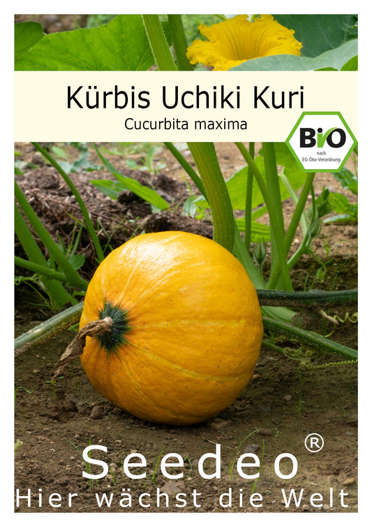 Seedeo® Kürbis Uchiki Kuri (Cucurbita maxima) 10 Samen BIO