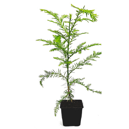 Seedeo® Küsten - Mammutbaum (Sequoia sempervirens)  Pflanze ca. 20 cm - 30 cm hoch