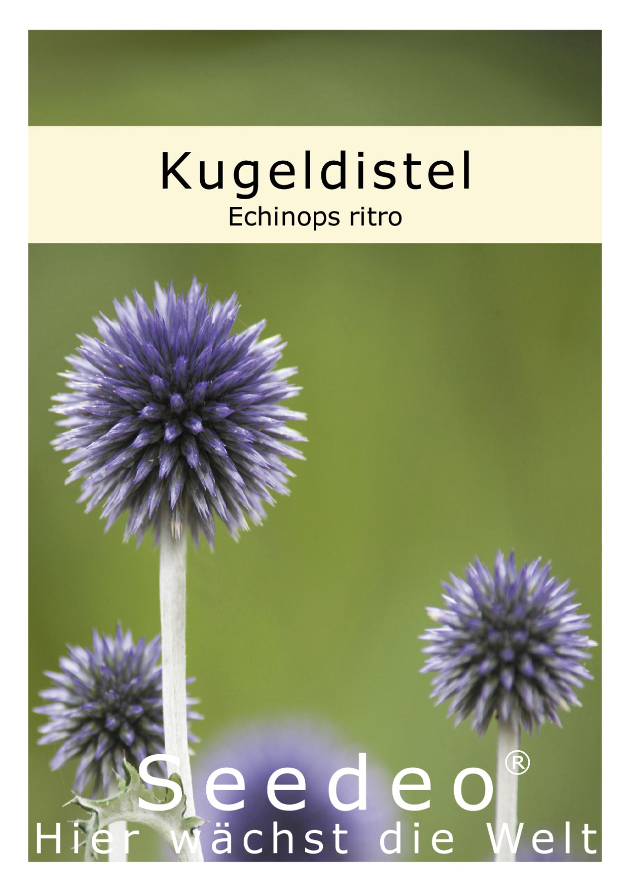 Seedeo® Kugeldistel (Echinops ritro) 25 Samen