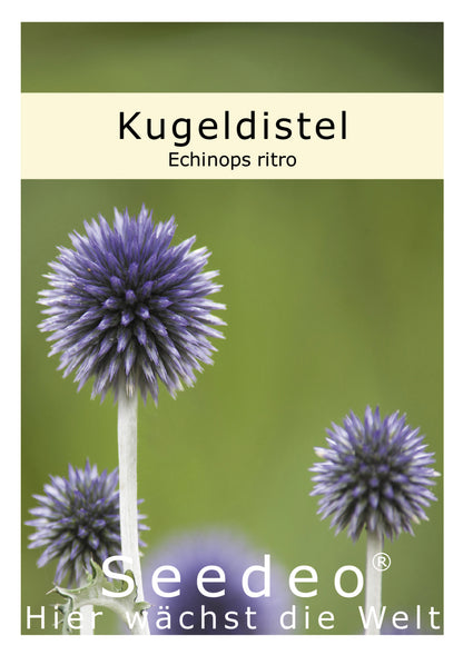Seedeo® Kugeldistel (Echinops ritro) 25 Samen