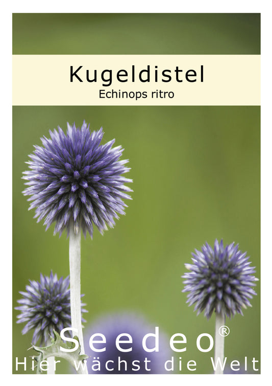 Seedeo® Kugeldistel (Echinops ritro) 25 Samen
