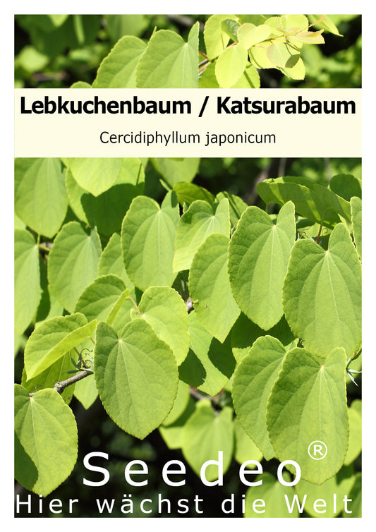 Seedeo® Lebkuchenbaum ( Cercidiphyllum japonicum) 200 Samen