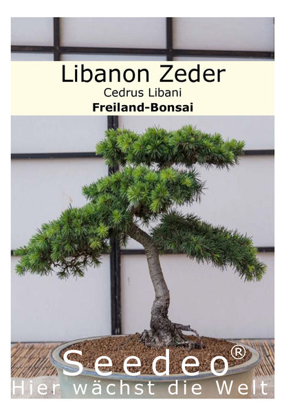 Seedeo® Libanon Zeder (Cedrus libani) Bonsai 20 Samen