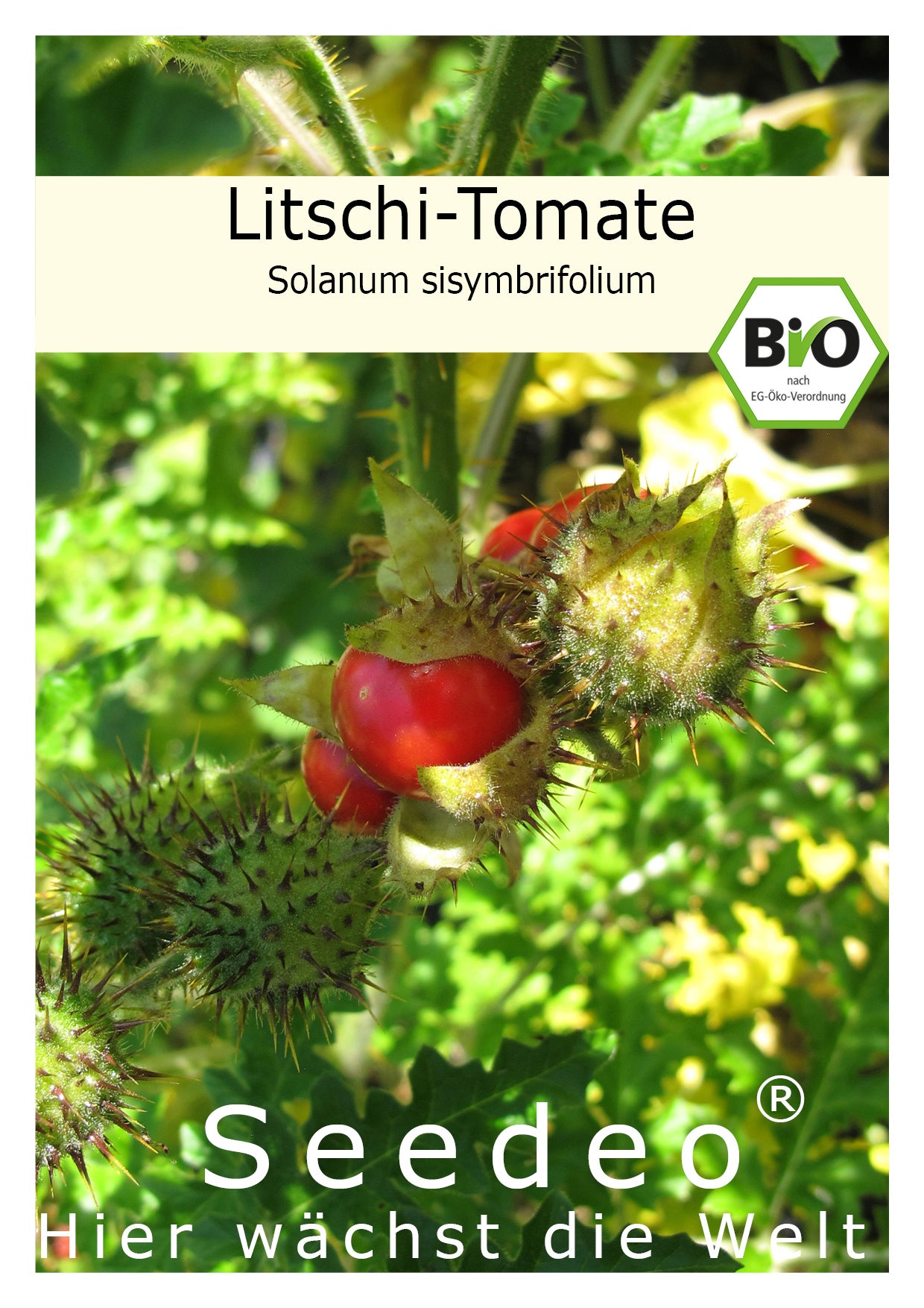 Seedeo® Tomate Litschi Tomate (Solanum sisymbrifolium) 15 Samen BIO