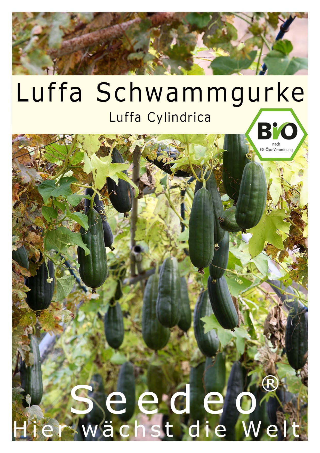 Seedeo® Luffa Schwammgurke (Luffa Cylindrica) 10 Samen BIO