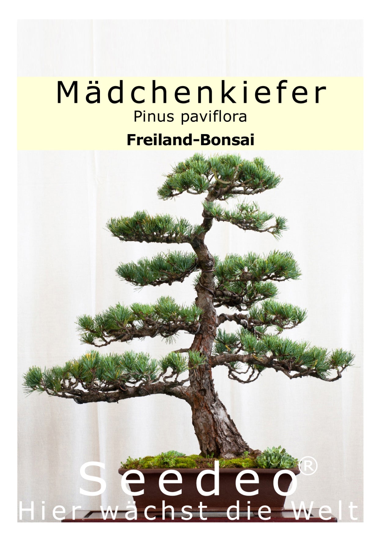 Seedeo® Bonsai Anzuchtset Mädchenkiefer (Pinus parviflora)