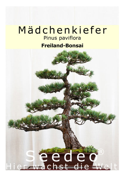 Seedeo® Bonsai Anzuchtset Mädchenkiefer (Pinus parviflora)