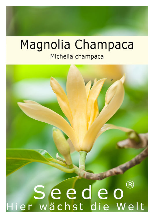 Seedeo® Magnolia champaca ( Michelia Champaca)  15 Samen