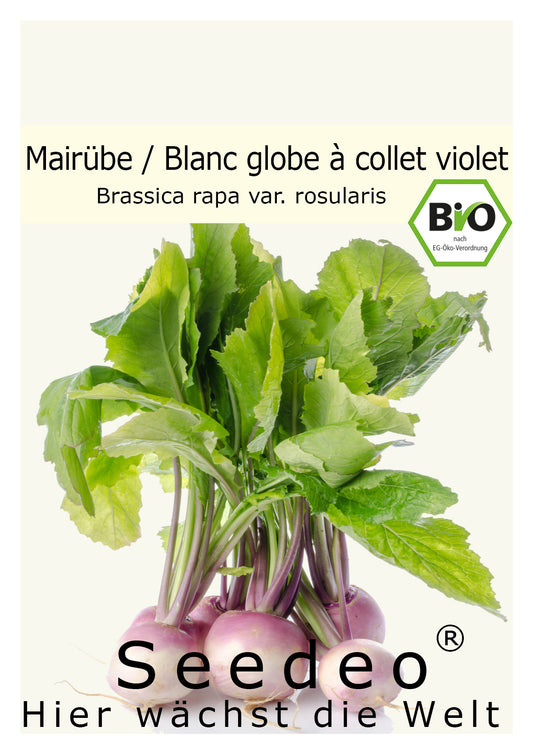 Seedeo® Mairübe Blanc globe à collet violet (Brassica rapa L. var. rapa) 200 Samen BIO