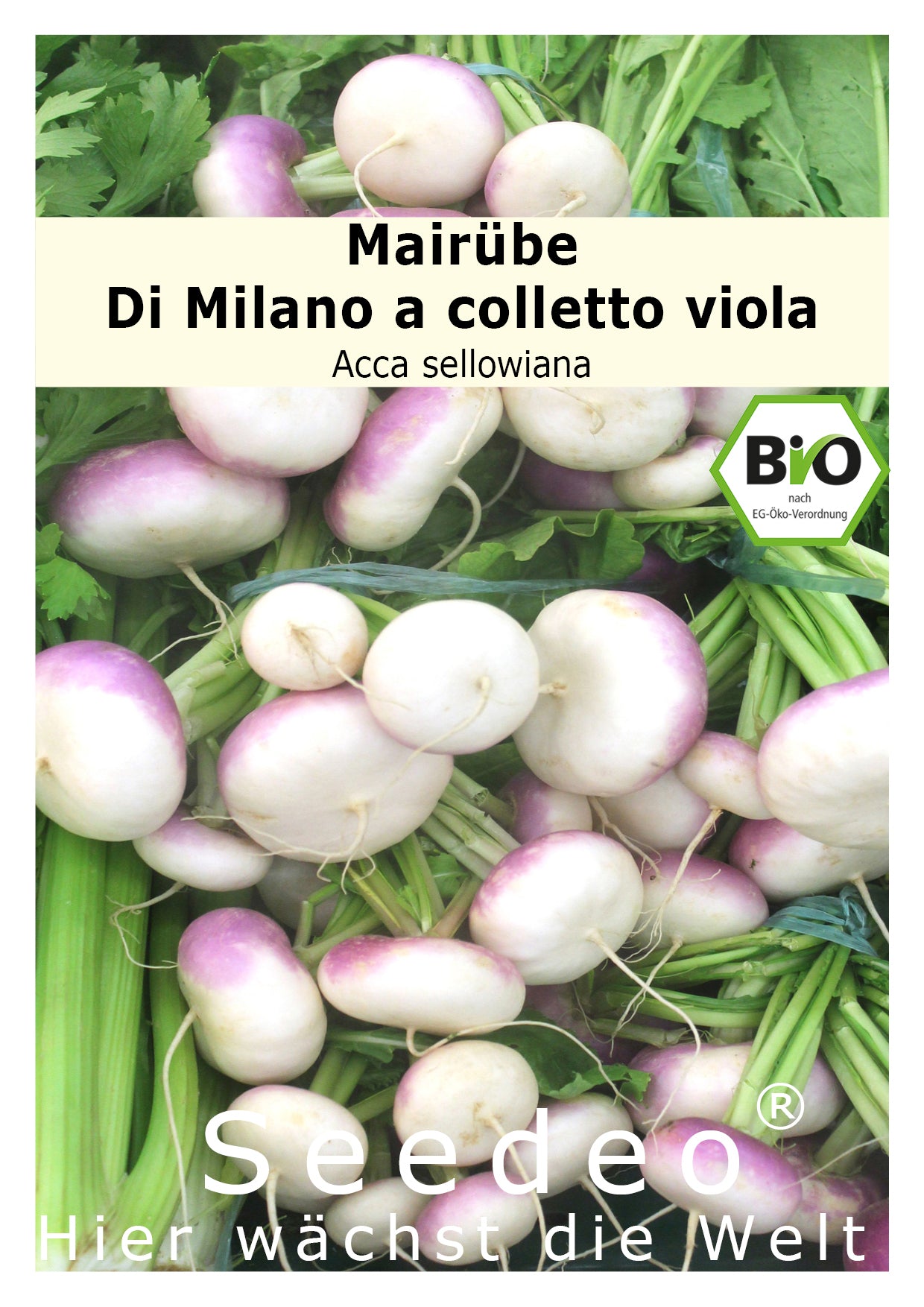 Seedeo® Mairübe Di Milano a colletto viola (Brassica rapa L. var. rapa) 200 Samen BIO