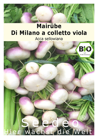Seedeo® Mairübe Di Milano a colletto viola (Brassica rapa L. var. rapa) 200 Samen BIO