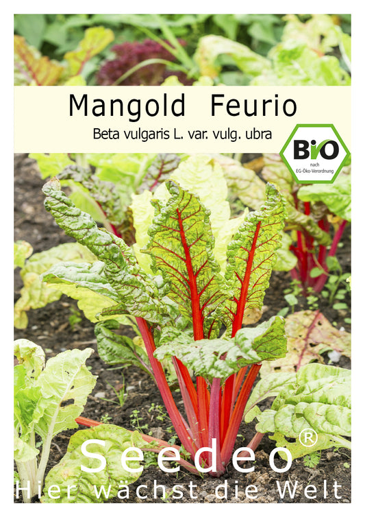 Seedeo® Mangold Feurio (Beta vulgaris L. var. vulg.) 50 Samen BIO