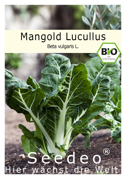 Seedeo® Mangold Lucullus ( Beta vulgaris L.) 50 Samen BIO