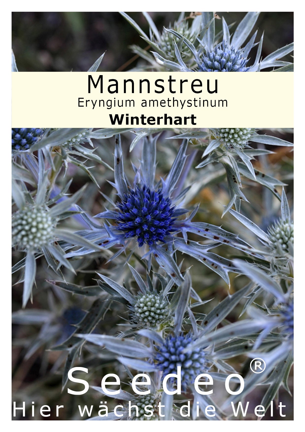 Seedeo® Mannstreu (Eryngium amethystinum) 30 Samen