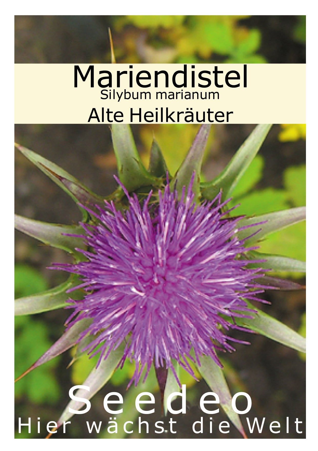 Seedeo® Mariendistel (Silybum marianum) 80 Samen