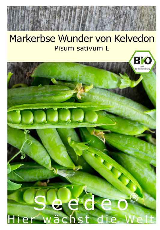 Seedeo® Markerbse Wunder von Kelvedon (Pisum sativum L) ca. 100 Samen BIO