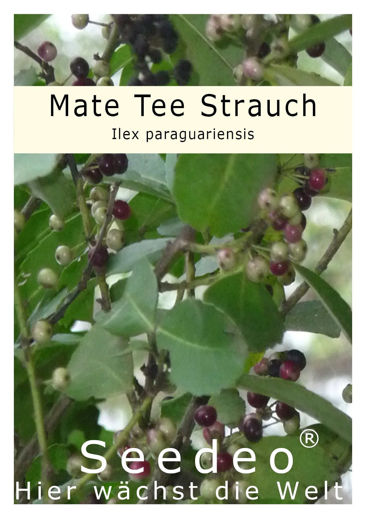Seedeo® Mate Tee Strauch (Ilex paraguariensis)  20 Samen