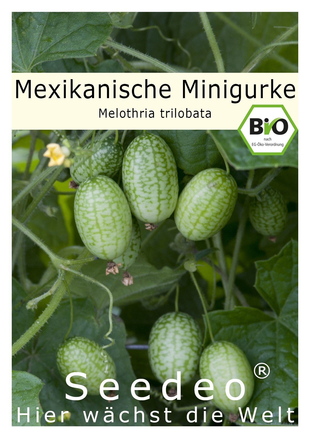 Seedeo® Mexikanische Minigurke (Melothria trilobata) 20 Samen BIO