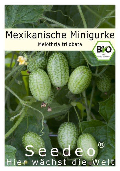 Seedeo® Mexikanische Minigurke (Melothria trilobata) 20 Samen BIO