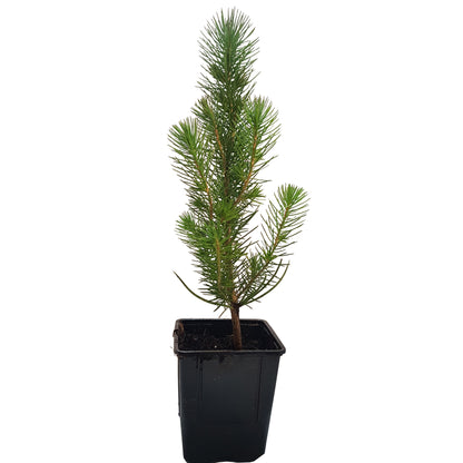 Seedeo® Mittelmeer Pinie (Pinus pinea) Pflanze 1 Jahre