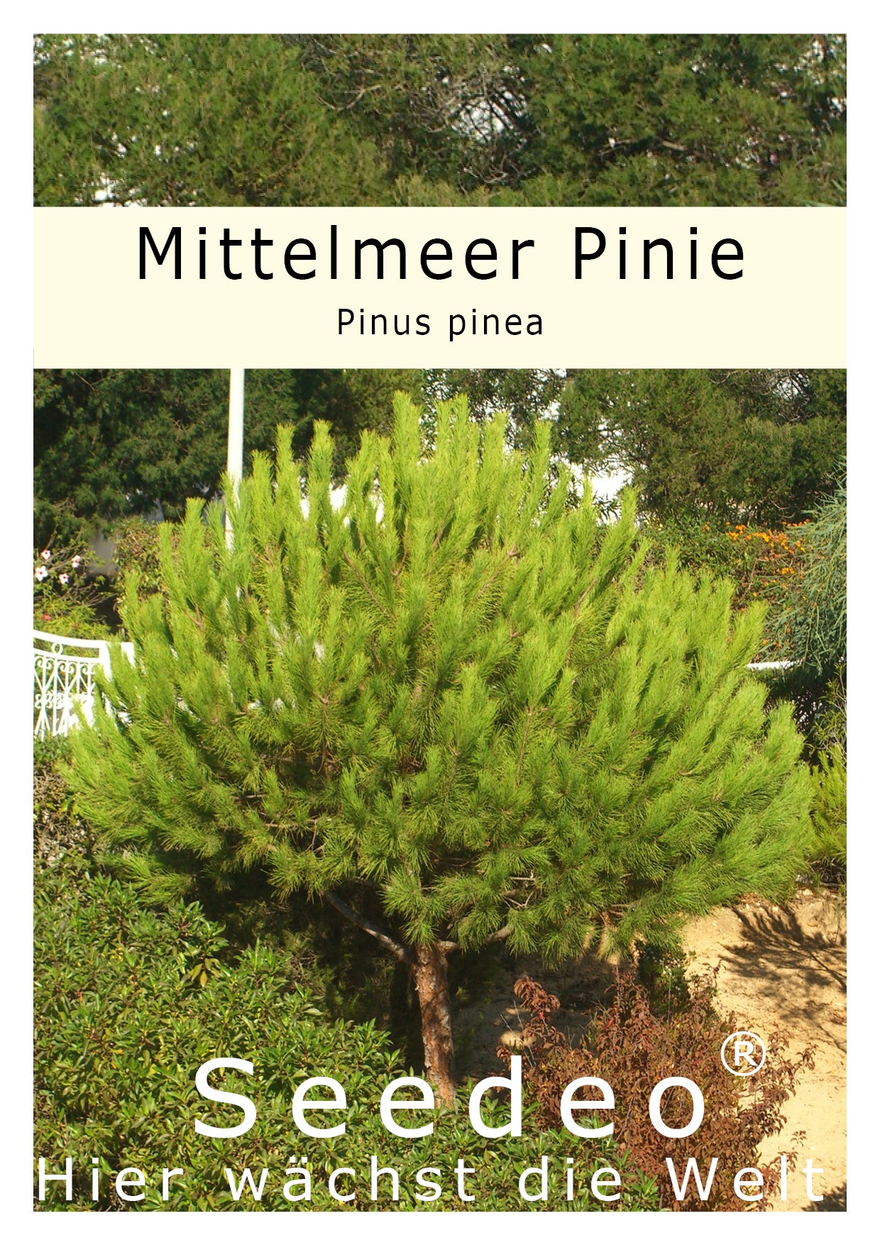 Geschenk-Edition Baum im Sternentopf – 2-jährige Jungpflanze Mittelmeer-Pinie (Pinus pinea)