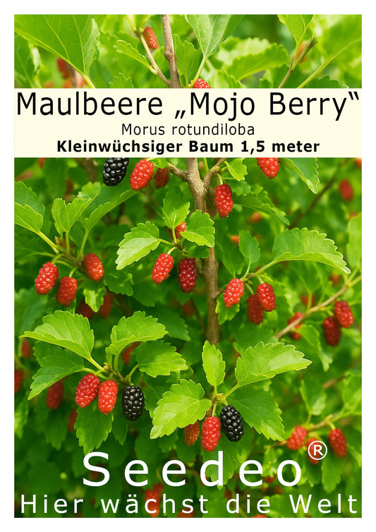 Seedeo® Maulbeere „Mojo Berry“  Morus rotundiloba Pflanze ca. 20 - 40 cm hoch