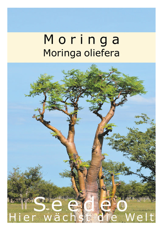 Seedeo® Moringa (Moringa oliefera) 20 Samen